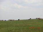 29464CIMG0759.JPG