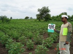 126800186a-rainfed-agriculture-mixedcrop-cotton-gram.gif