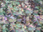 11445vp-010--irrigated-cotton-sw-1a.jpg