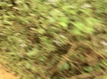 47875CIMG4212.JPG