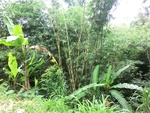 30777CIMG0622.JPG
