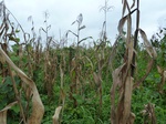 20013P1010863.JPG