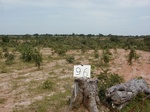 12095GT096_Wasteland_savannah.JPG