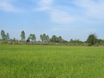 1800020091211_gt01a_Agriculture_Rice_Irrigated_Triple_Continous.JPG