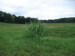 32333p67_s.jpg
