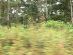 48643CIMG4980.JPG