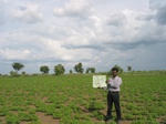 9415gt85a_groundnut_crop.gif