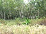 50682CIMG1311.JPG