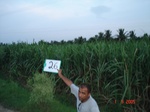 12968026a-irrigated-groundwater-pennar-delta-mixed-crop-sugarcane-rice-banana.gif