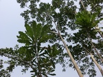 46927CIMG3264.JPG
