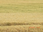 29789CIMG1149.JPG