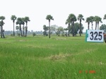 131750325a-rainfed-agriculture-rice.gif