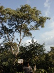11929_Burkea_africana_GT169.jpg