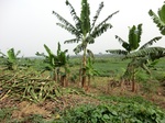 50765CIMG1394.JPG
