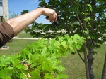 8721IMG_3888.JPG
