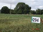 130530294c-rainfed-agriculture-soyabean-doublecrop-wheat.gif