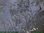 1558R0015228_tag.jpg