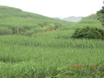 34760CIMG2591.JPG