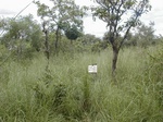 12011GT266_savannah_woodland.JPG