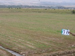 10233036-Irrigated (Surface water) winter wheat-ab.jpg