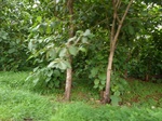 18825P1000664.JPG