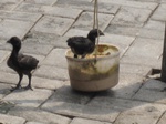 16481IMG_5267.JPG