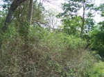 1795027042008(81).JPG
