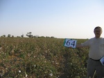 10294064-Irrigated (Surface water) cotton-b.jpg