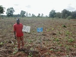 12338GT234_planted_maize_2.JPG