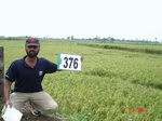133440376d-irrigated-supplemental-groundwater-rice-dominant-sugarcane.gif