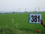 133620381a-irrigated-canal-rice.gif
