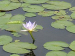 15553IMG_4623.JPG