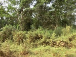 47469CIMG3806.JPG
