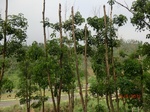 53339CIMG6624.JPG
