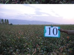 11442010--irrigated-cotton-sw-1c.jpg
