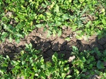 10348vp-043-Irrigated (SW) mixed vegetables-a1.jpg