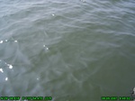 1352R0015125_tag.jpg
