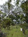 12150GT148_Savannah.JPG