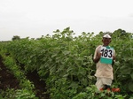 70220183d-rainfed-agriculture-cotton-dominant-sunflower.jpg