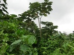 45529CIMG2614.JPG