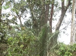 48266CIMG4603.JPG