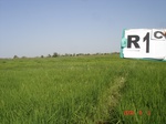 61R1C_Irrigated_SW_Rice_FS_SC_1a.JPG