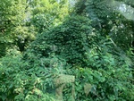 57791IMG_1090.JPG