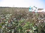 11586062-Irrigated (Surface water) cotton-a.jpg