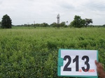 71080213b-rainfed-agriculture-mixedcrop-soyabean-gram.jpg