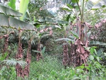 29553IMG_5184.JPG