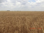 29431CIMG0686.JPG