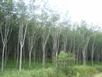 33689RIMG0307.JPG