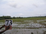 1179773-croplant-rice-under-preparation-fallow-a.gif