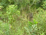 55076Berau (395).JPG
